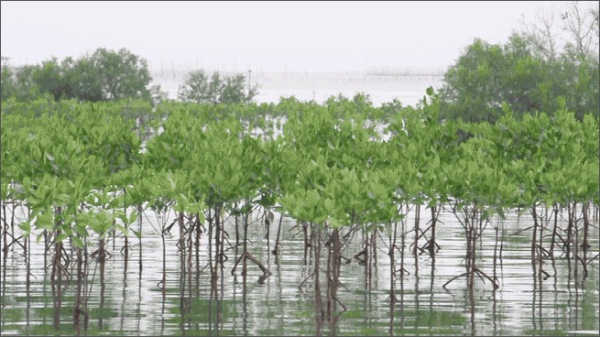 mangrove_resilienceheader
